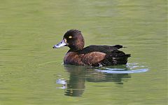 Tufted Duck